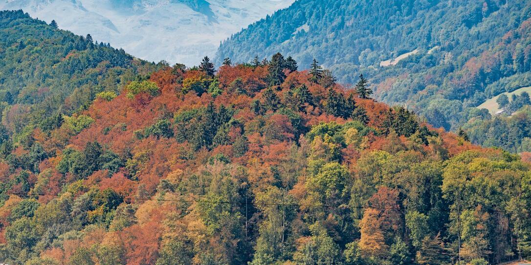 Buchser Wald Buchser Wald