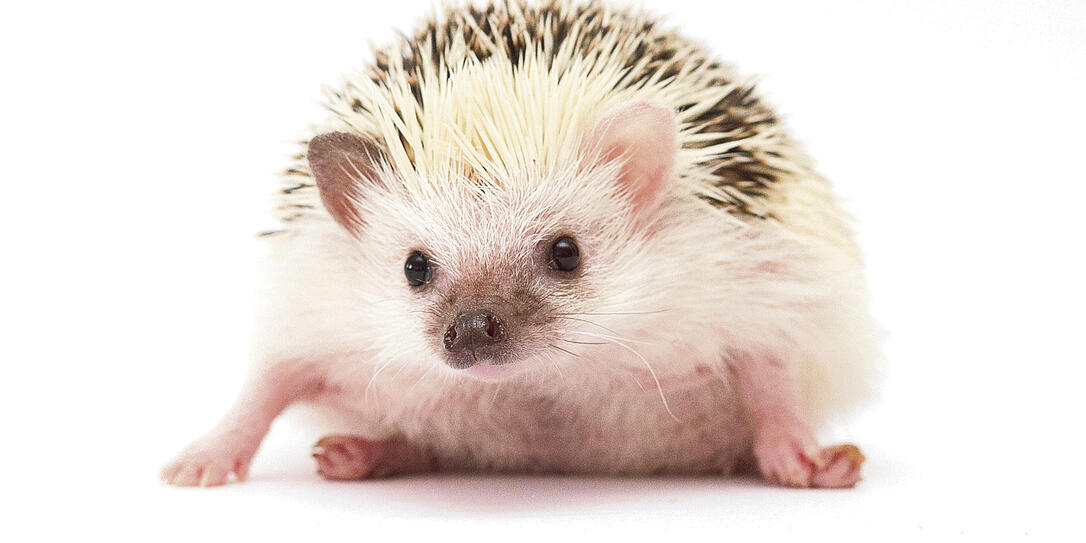 Igel