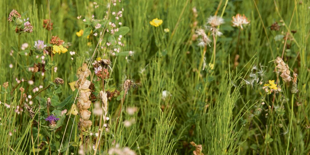 Sommerbilder