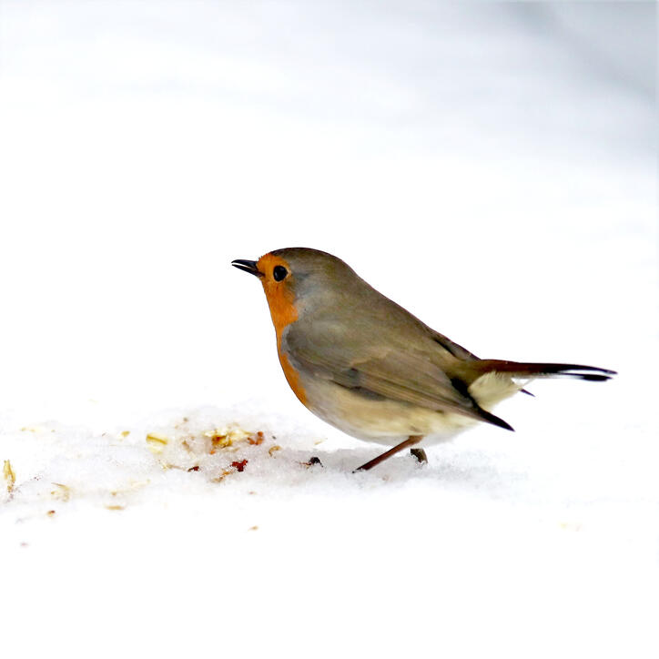 Die schönsten Ski- und Winterfotos 2018/19