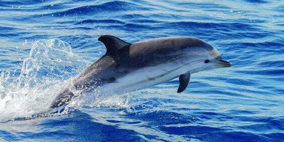 Dolphins while jumping in the deep blue sea