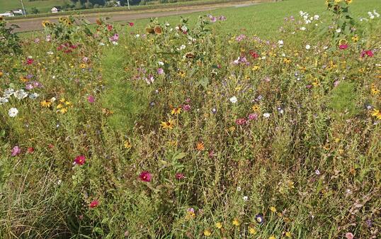 Blumenwiese