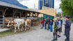 SchualHof beim Riethof in Gamprin (05.05.2026)