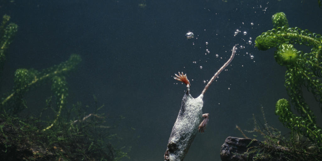 Das "Tier des Jahres 2016" auf Tauchgang: Die Wasserspitzmaus erbeutet den Grossteil ihrer Nahrung unter Wasser.