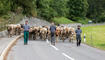 Alpabfahrt Alpgenossenschaft Gritsch Schaan