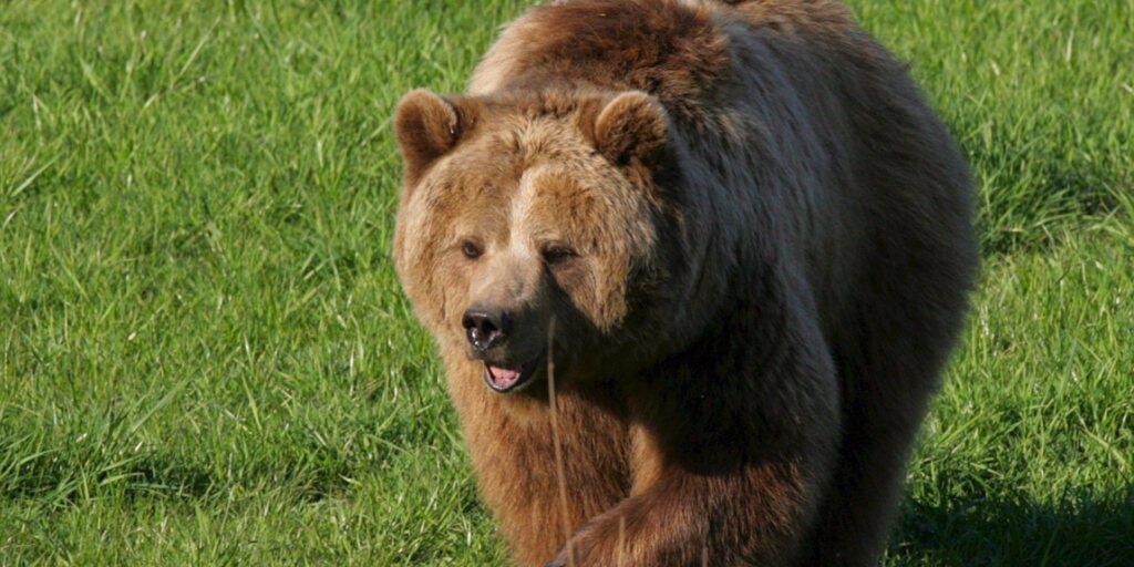 In einem nordspanischen Naturpark ist seit langer Zeit erstmals wieder ein Braunbär gesichtet worden. (Symbolbild)