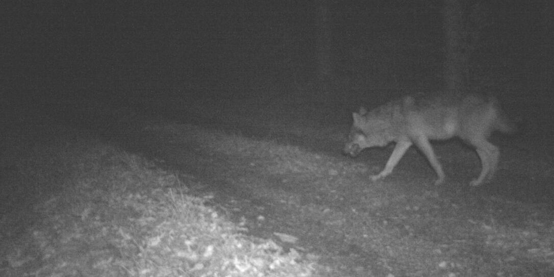 Wolf in Fotofalle (6.3.)