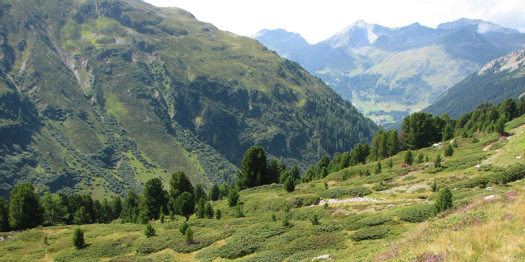 Die Arve wächst zwischen 1500 und 2500 Metern Höhe in den Alpen und bildet einen wichtigen Lebensraum.