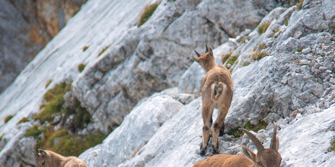 gams family in the wild nature