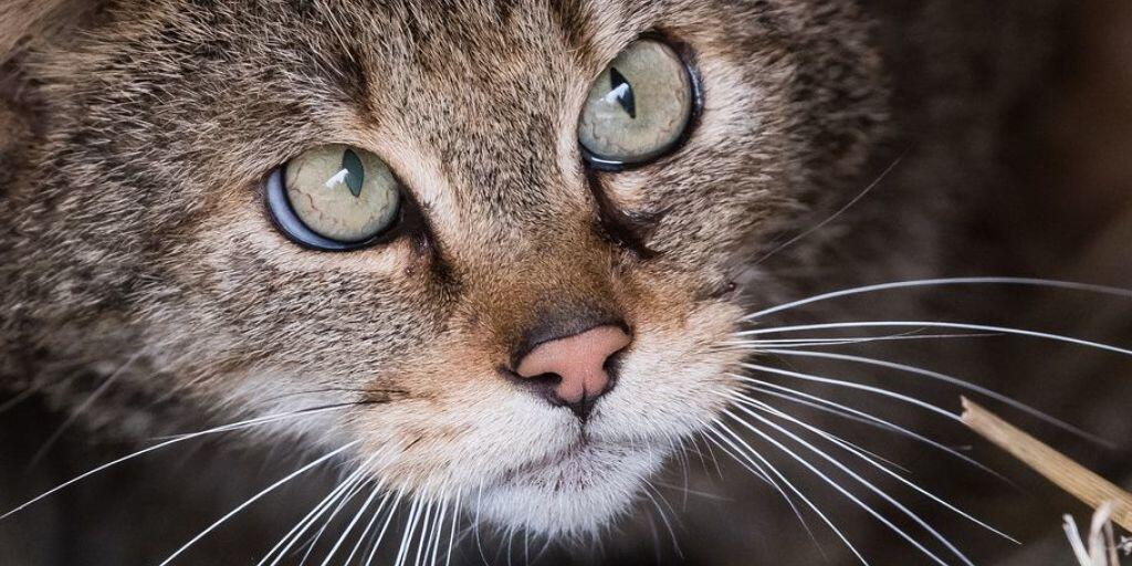 Büsis sind nicht überall beliebt. In Australien haben die im 18. Jahrhundert von Siedlern eingeschleppten Katzen schon zahlreiche einheimische Tierarten ausgerottet. Deshalb hat die Regierung den Tod von zwei Millionen Katzen angeordnet. Selbst Tierschützer sehen die Notwendigkeit ein. (Archivbild) Büsis sind nicht überall beliebt. In Australien haben die im 18. Jahrhundert von Siedlern eingeschleppten Katzen schon zahlreiche einheimische Tierarten ausgerottet. Deshalb hat die Regierung den Tod von zwei Millionen Katzen angeordnet. Selbst Tierschützer sehen die Notwendigkeit ein. (Archivbild)
