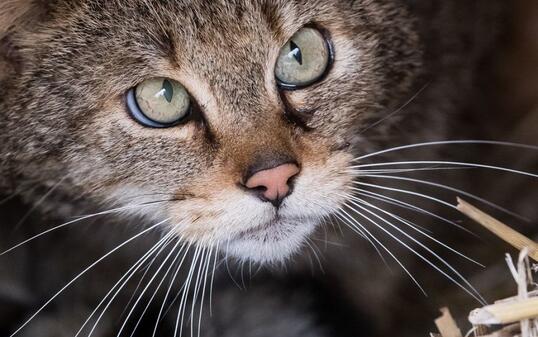 Büsis sind nicht überall beliebt. In Australien haben die im 18. Jahrhundert von Siedlern eingeschleppten Katzen schon zahlreiche einheimische Tierarten ausgerottet. Deshalb hat die Regierung den Tod von zwei Millionen Katzen angeordnet. Selbst Tierschützer sehen die Notwendigkeit ein. (Archivbild)