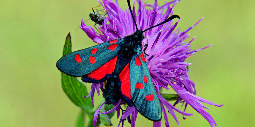 Ein Hornkleewidderchen sitzt auf eine Wiesenflockenblume.