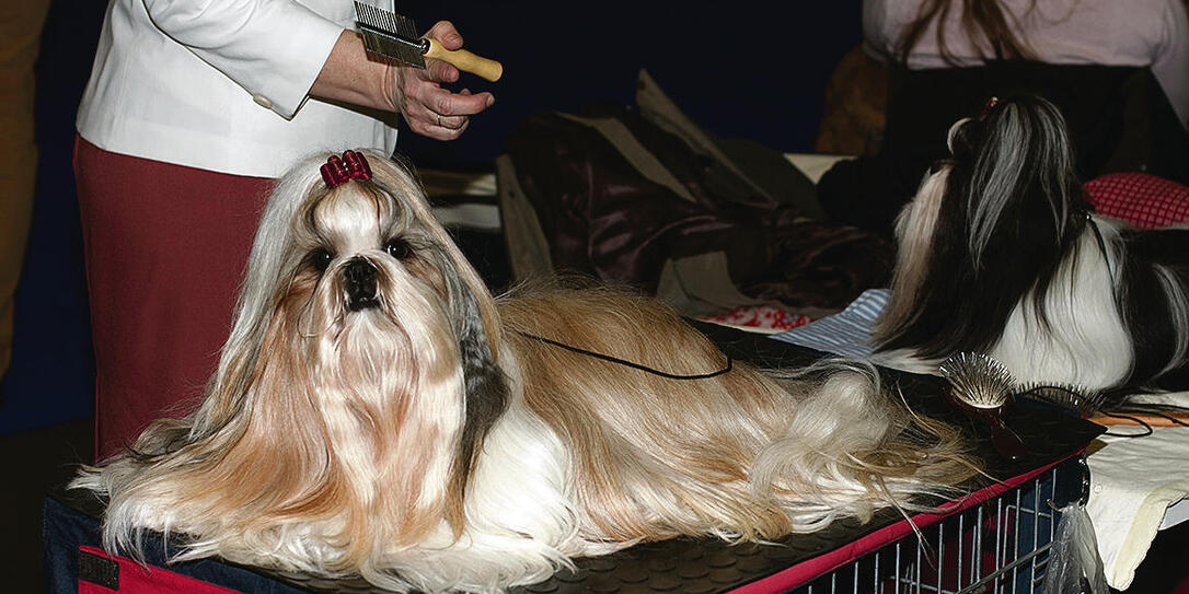 International dog show Duo CACIB in Brno International dog show Duo CACIB in Brno