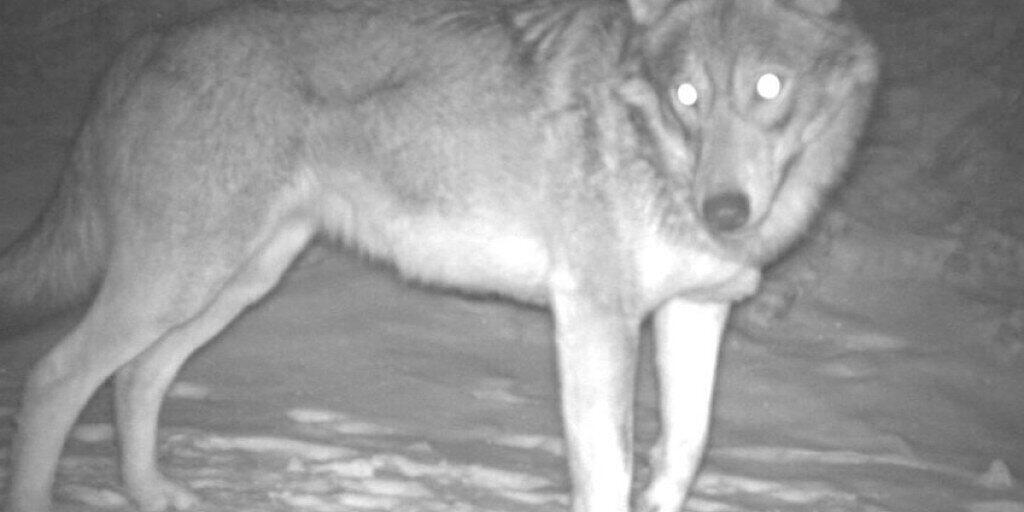 Ein Wolf, aufgenommen von einer der über 100 Fotofallen, die für ein Forschungsprojekt im Kanton Wallis installiert wurden. (© Institut für Ökologie und Evolution, Universität Bern)