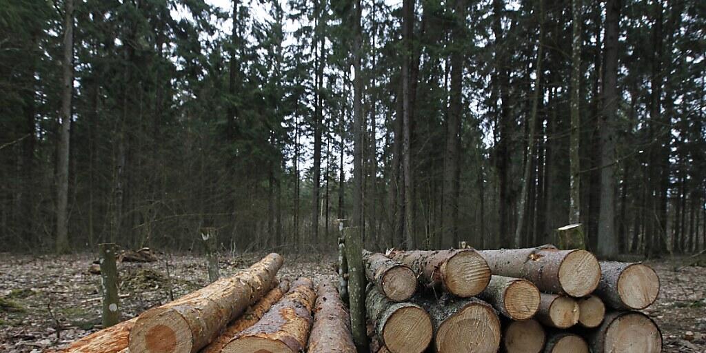 Baumstämme gefällter Bäume im geschützten Urwald Bia&#322;owie&#380;a (Archiv)
