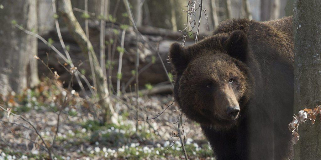 Ein Braunbär hat seine Pfoten möglicherweise auch auf Luzerner Boden gesetzt. (Symbolbild)