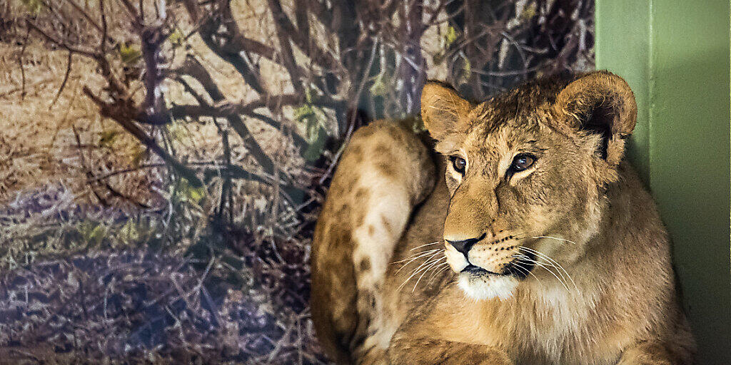 Die Löwin Malkia wird sich möglicherweise schon am Wochenende zusammen mit dem Löwen Makuti den Zoobesuchern im Aussengehege zeigen. Zurzeit sind die beiden Junglöwen noch durch ein Gitter getrennt, um sich langsam aneinander gewöhnen zu können.