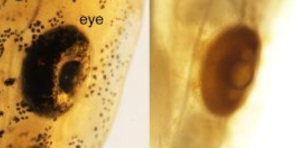 Wiener Forscher erleichtern das Durchleuchten von Organismen, indem sie sie mit einfachen Mitteln entfärben und transparent machen. Hier ein Axolotl-Auge mal ohne, mal mit Bleichung (zVg)
