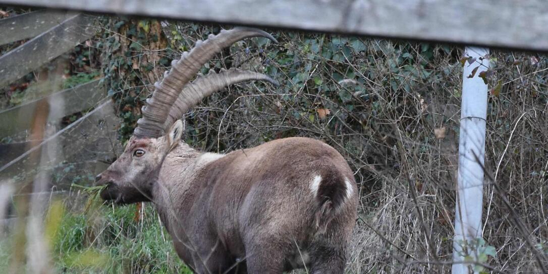 Der Steinbock wurde die letzten Tage immer wieder gesehen