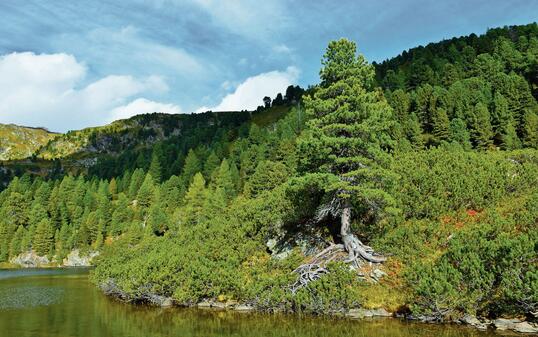 Austrian stone pine (Pinus cembra) and mugo pine bushes above the water of Zwiefler lake in S&ouml;lkt&auml;ler nature park in Niedere Tauern, Styria, Austria