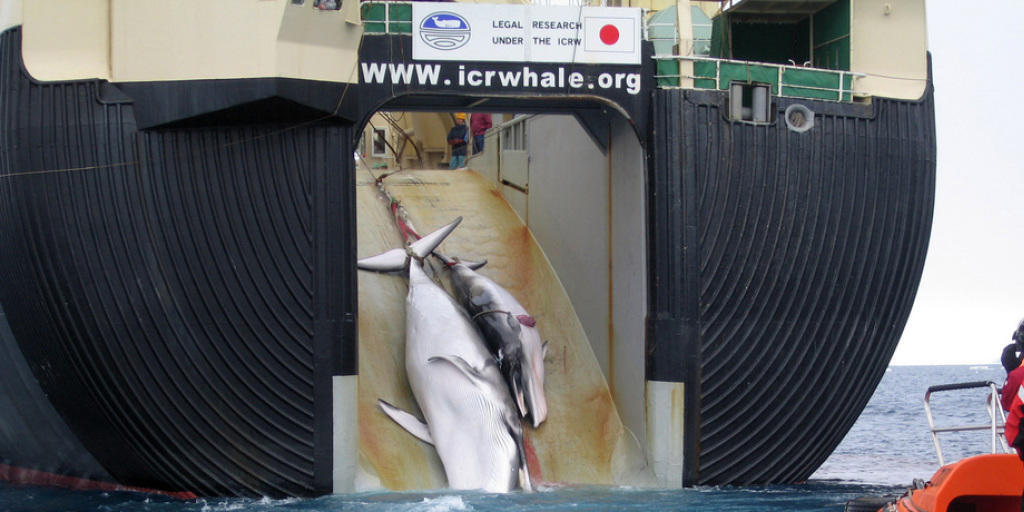 Für die "Walforschung": Ein japanisches Schiff zieht einen Zwergwal und dessen Kalb an Bord (Archiv).
