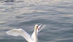 Startender Schwan im Tessin