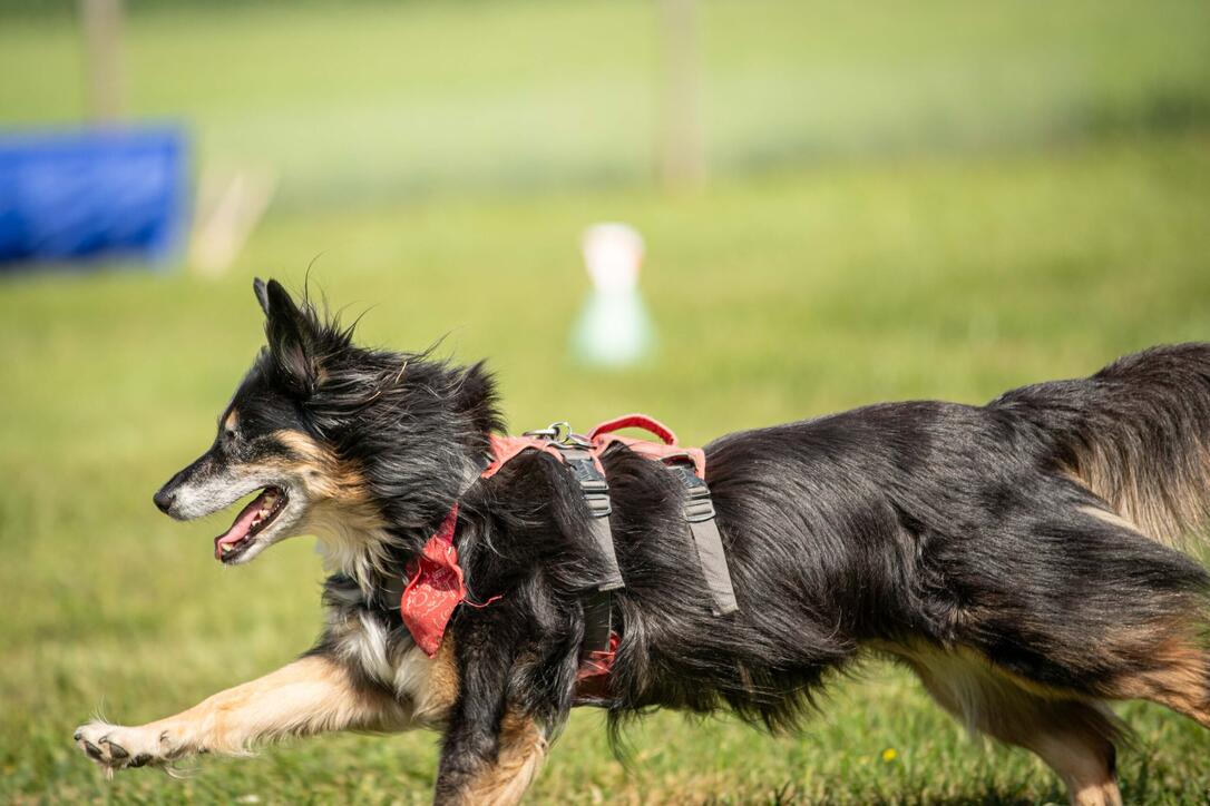 Hundeplausch Balzers (20.06.2026)