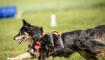 Hundeplausch Balzers (20.06.2026)