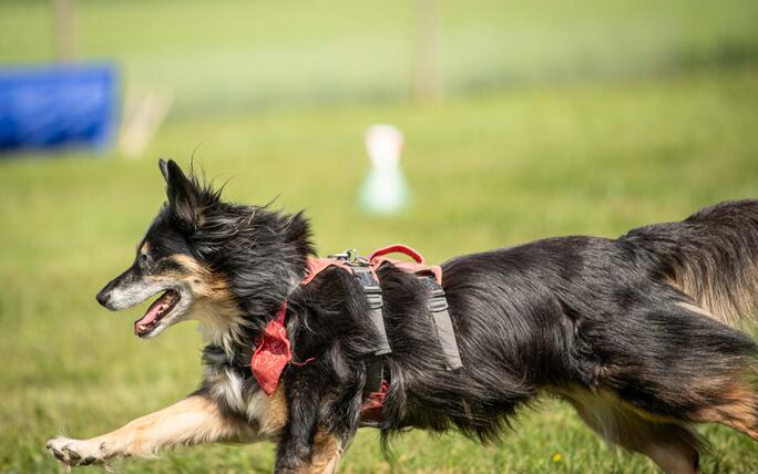 Hundeplausch Balzers (20.06.2026)