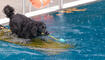 2. Hundeschwimmen im Schwimmbad M&uuml;hleholz in Vaduz (09.09.2026)