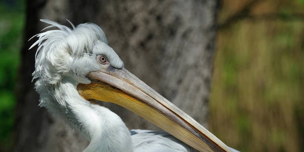 Ein Krauskopfpelikan im Tiergarten Schönbrunn. Nachdem bei einem der Pelikane das H5N8-Virus nachgewiesen worden war, musste der Zoo alle Pelikane einschläfern. (Archiv) Ein Krauskopfpelikan im Tiergarten Schönbrunn. Nachdem bei einem der Pelikane das H5N8-Virus nachgewiesen worden war, musste der Zoo alle Pelikane einschläfern. (Archiv)