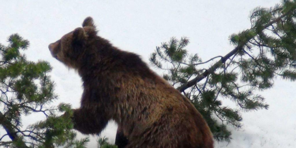 Er bezahlte die Einwanderung mit dem Leben: M13 wurde vor drei Jahren im Puschlav von der Wildhut erschossen. (Archiv)