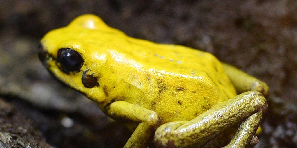 Viele Amphibien sind vom Aussterben bedroht, darunter auch der Goldene Pfeilgiftfrosch. Der Zoo Z&uuml;rich, in dem dieses Exemplar zuhause ist, unterst&uuml;tzt daher ein Schutzprojekt in Kolumbien.