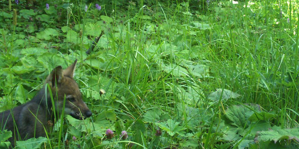 Geblitzt: eines der vier Wolfsjungen im Chablais im Wallis.