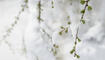 Schnee im Frühling
