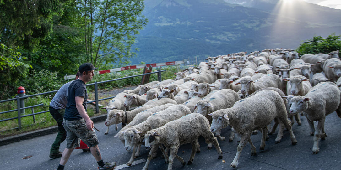 So, 7. Jun, 18:00 - Die Schafalp Lawena/Gapfahl startet in die A