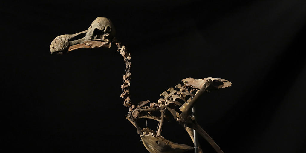 Das Skelett eines Dodos - Forscher haben anhand der Knochen des ausgestorbenen Vogels neue Erkenntnisse zu dessen Lebensart gewonnen. (Archiv)