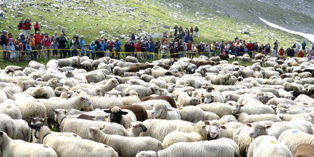 Schafe auf dem Gemmispass (Archiv)