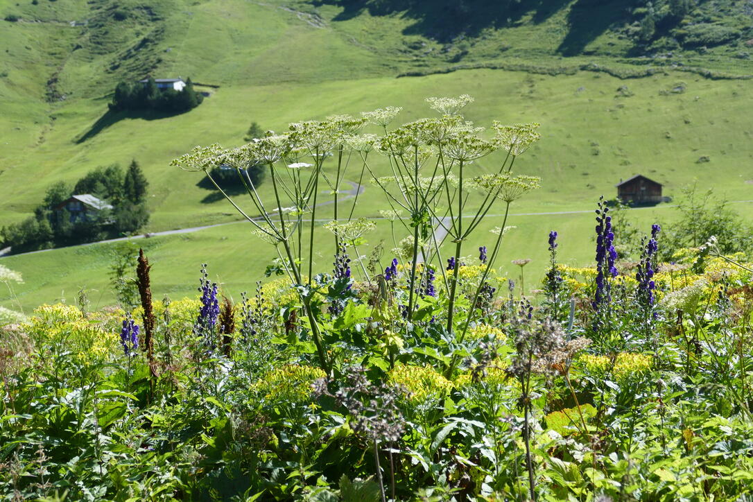 Alpherzweg Malbun - Leserwettbewerb