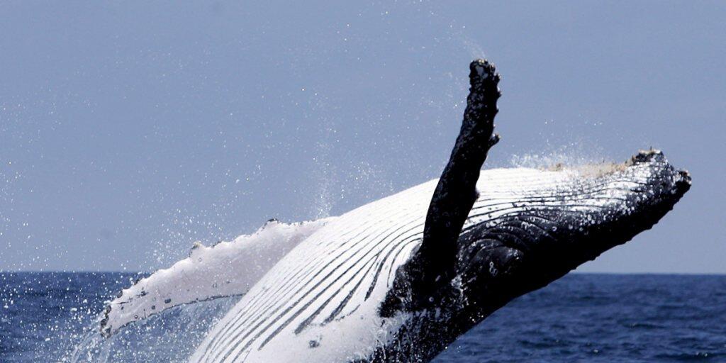 Ein Buckelwal soll vor den Cookinseln im Südpazifik eine Taucherin zehn Minuten lang vor einem Hai beschützt haben. (Symbolbild)