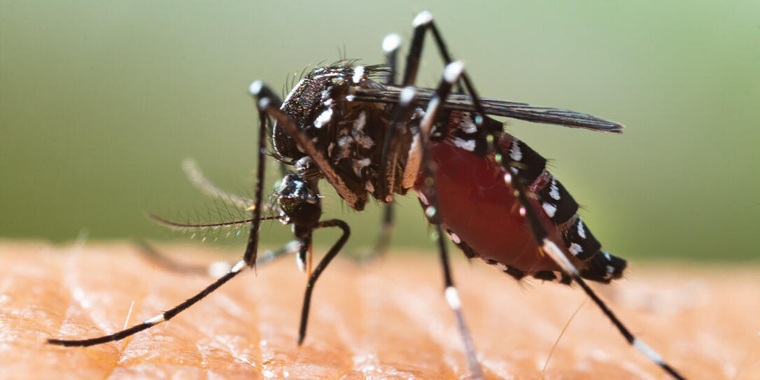 Aedes albopictus Mosquito. Super macro close up a Mosquito sucking human blood, Aedes albopictus Mosquito. Super macro close up a Mosquito sucking human blood,