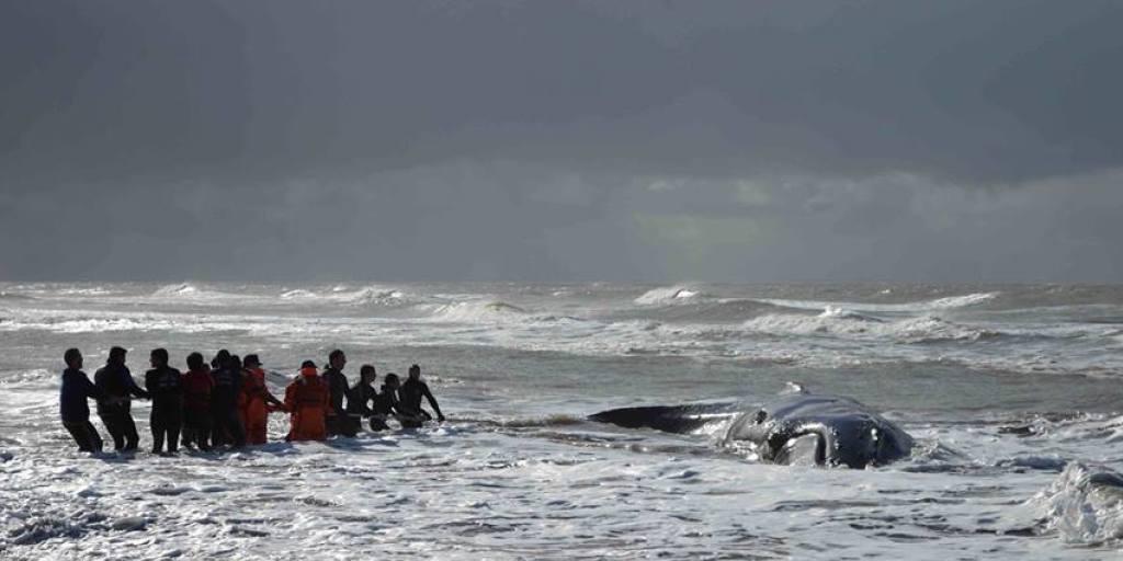 Mit vereinten Kräften gelang es, den Buckelwal wieder zurück ins Meer zu schaffen. (Bild: Facebook-Seite Aquazoo Mundo Marino) Mit vereinten Kräften gelang es, den Buckelwal wieder zurück ins Meer zu schaffen. (Bild: Facebook-Seite Aquazoo Mundo Marino)