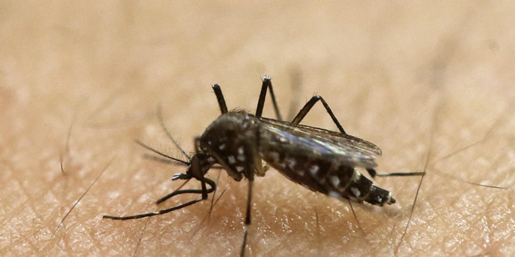 &Uuml;bertragen wird das Zika-Virus durch die Tiger-M&uuml;cke, aber auch durch sexuelle Kontakte. (Archivbild)