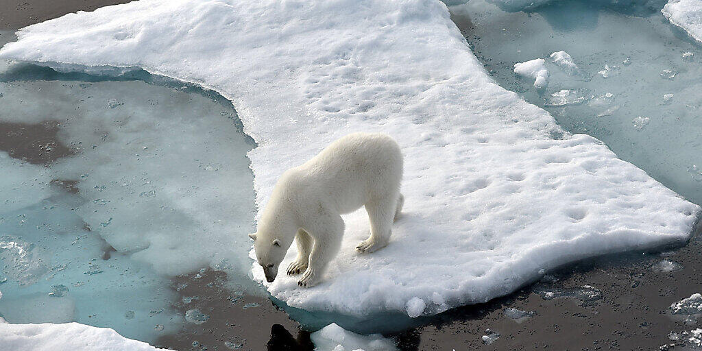 ARCHIV - Ein Eisbär steht im Nordpolarmeer auf einer Eisscholle. Der mehrstündige «Climate Ambition Summit» am 5. Jahrestag des Beschlusses des UN-Klimaabkommens wird per Livestream übertragen. Foto: Ulf Mauder/dpa ARCHIV - Ein Eisbär steht im Nordpolarmeer auf einer Eisscholle. Der mehrstündige «Climate Ambition Summit» am 5. Jahrestag des Beschlusses des UN-Klimaabkommens wird per Livestream übertragen. Foto: Ulf Mauder/dpa