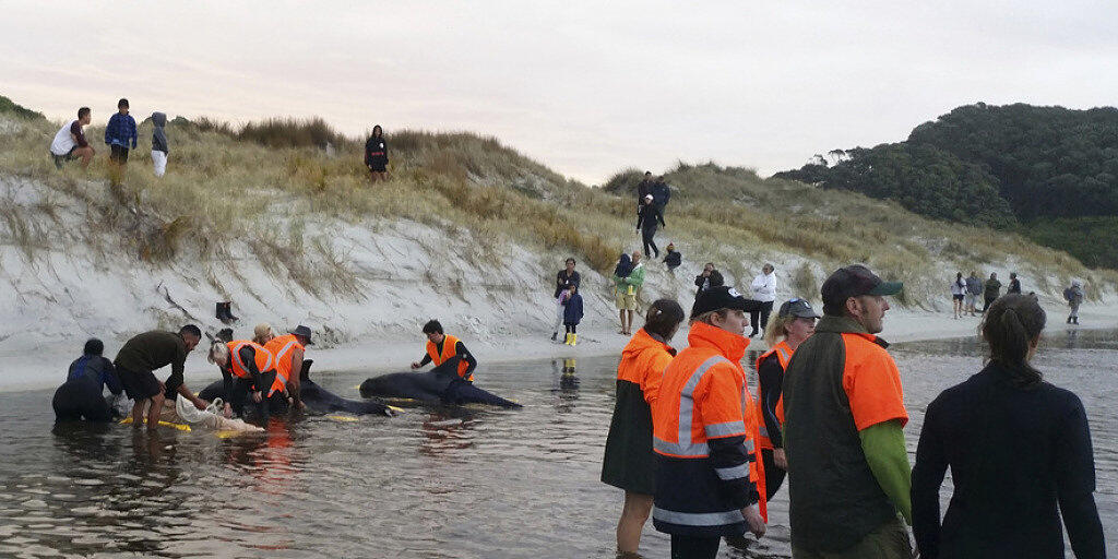 Die Helfer konnten mit Hilfe von Pontons sechs Wale 400 Meter weit ins offene Meer bringen.