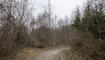 Wald in Eschen Nendeln