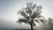 Ruggeller Riet im Winter