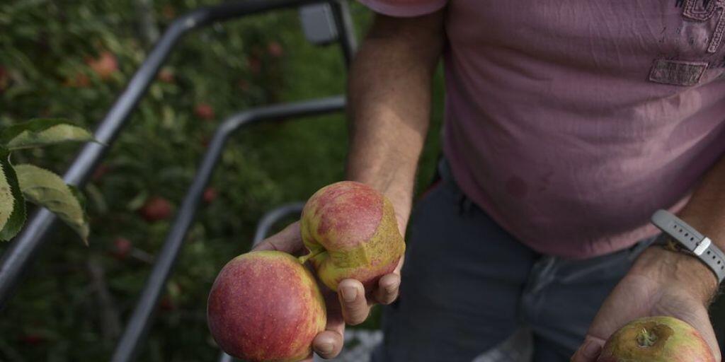Äpfel der Sorte Jonagold mit Frostschäden bei der Ernte Ende September auf einem Betrieb in Egnach TG. (Archivbild)