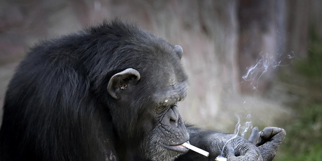 Für Zoobesucher lustig, nicht aber für den rauchenden Affen Manno: Er wurde in Kleidern fotografiert und in der Nacht in einen engen Käfig gesperrt. Nun wurde er von Tierschützern aus dem irakischen Zoo befreit. (Symbolbild)