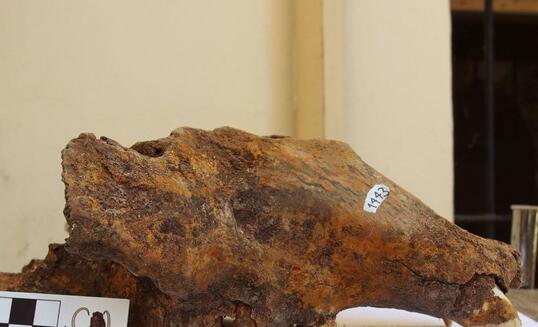 Schädel eines Höhlenbären aus dem Naturhistorischen Museum Belgrad.